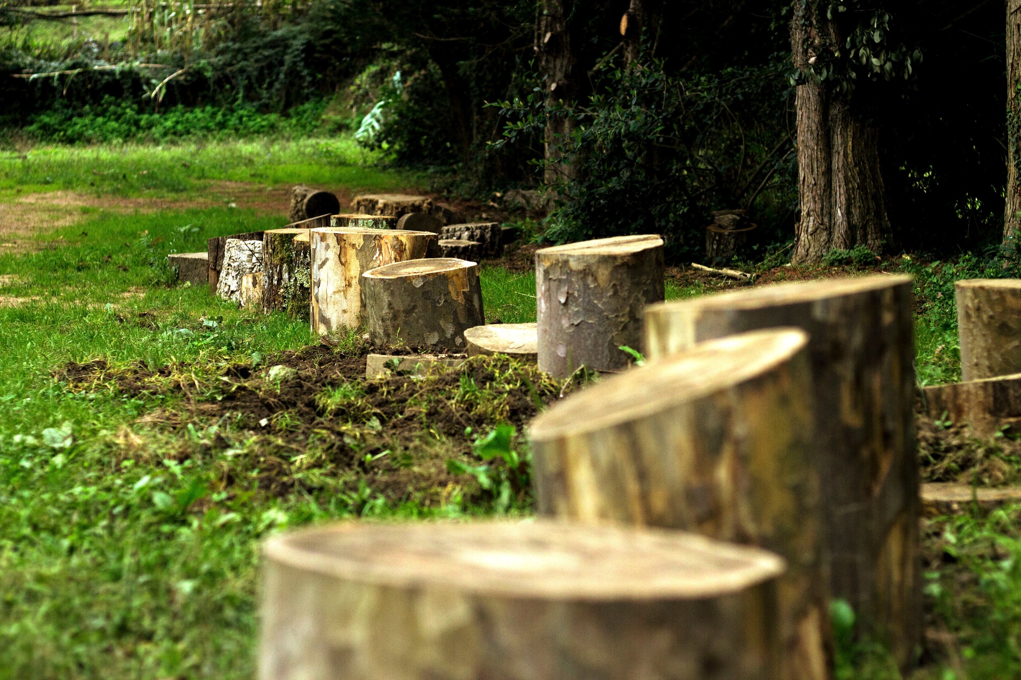 Selective focus of chopped tree stumps in a green forest