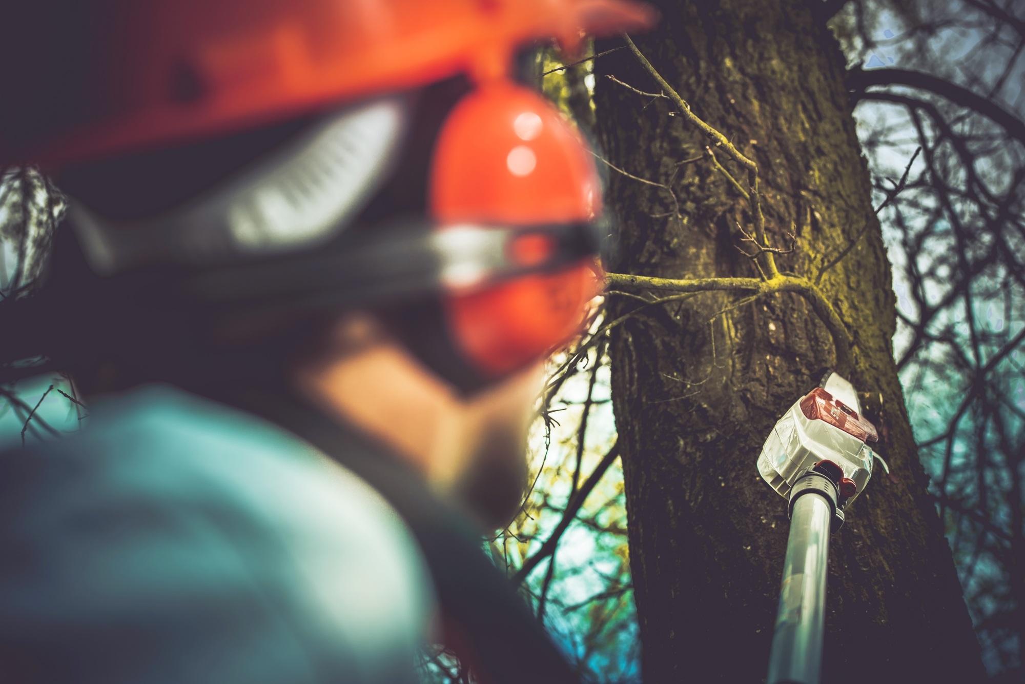 Taking Care of Trees